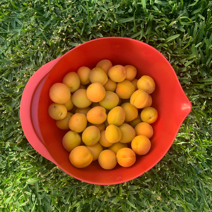 The Apricot Tree